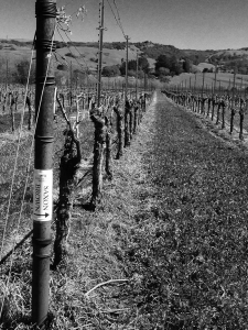 saxonbrownvine